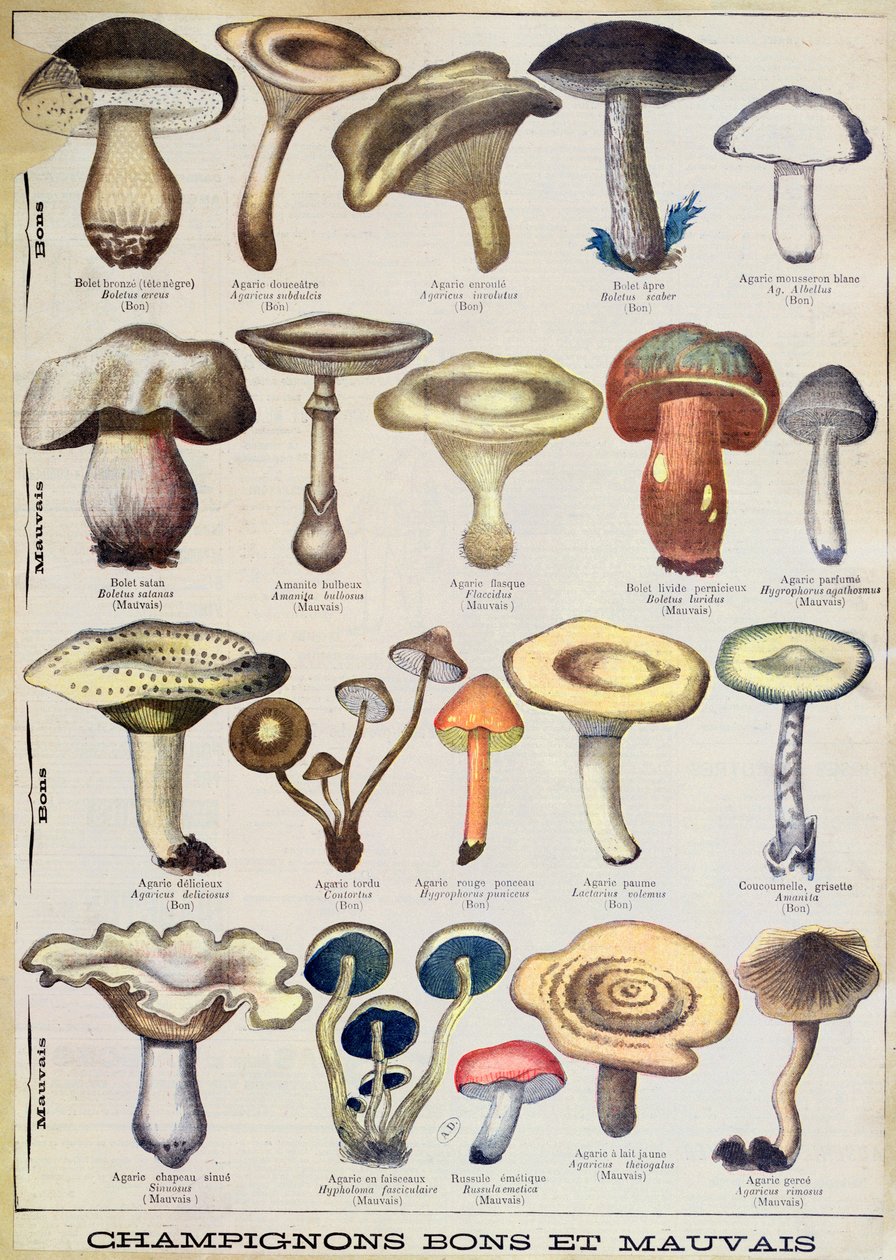 Placa botânica representando "Cogumelos bons e maus", c.1900 (cor litho) de French School