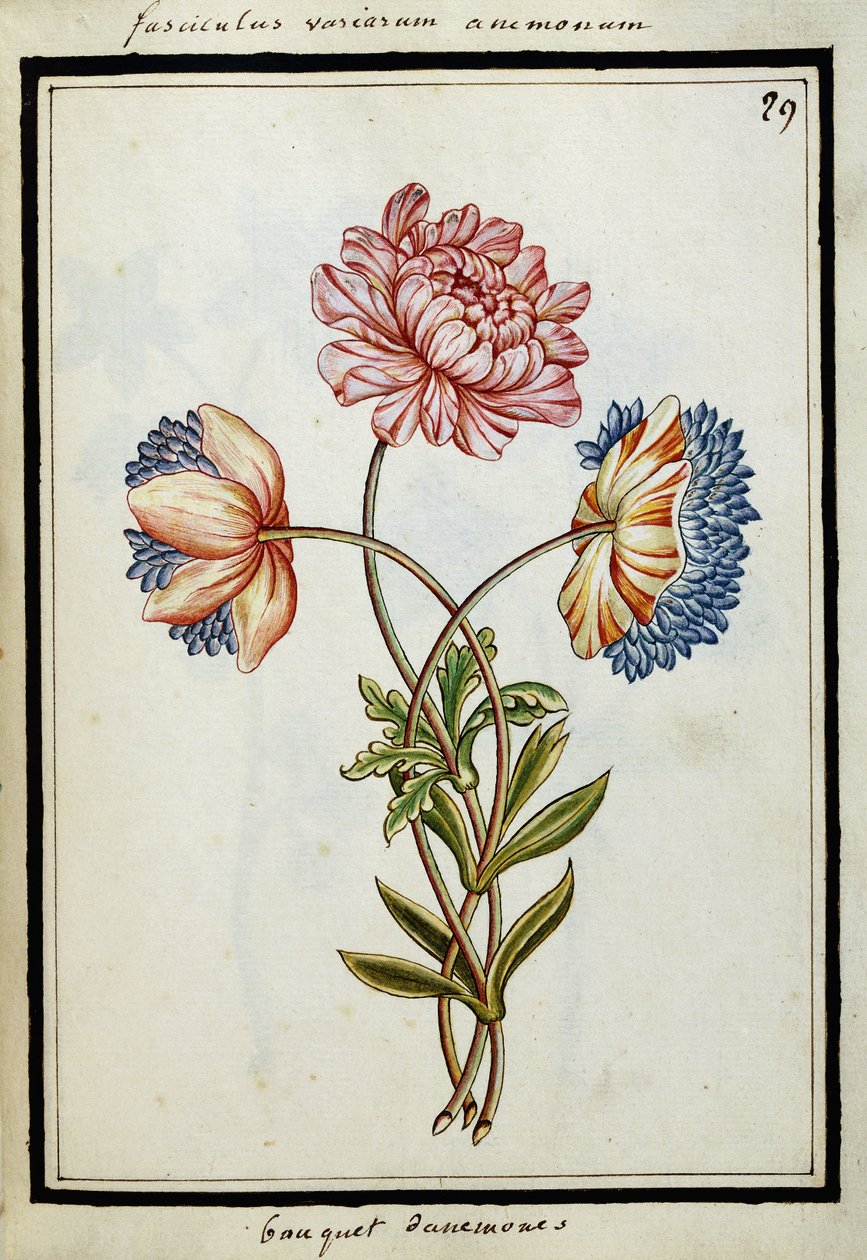 Buquê de anêmonas, c.1700 de French School