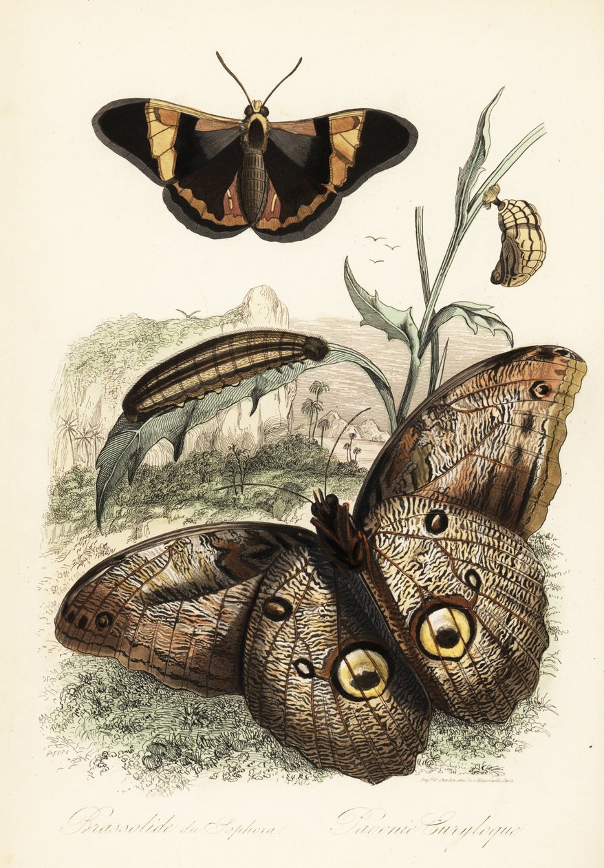Brassolis sophorae borboleta, pupa e larva lagarta de French School
