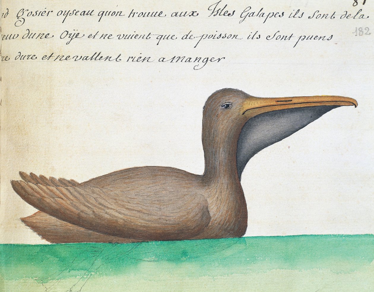Pelicano Marrom (Pelecanus occidentalis), Ilhas Galápagos, aguarela do livro de bordo de Jacques Gouin de Beauchesne (1652-1730), capitão da Compagnie royale de la Mer du Sud, de 1698 a 1701, França de French School
