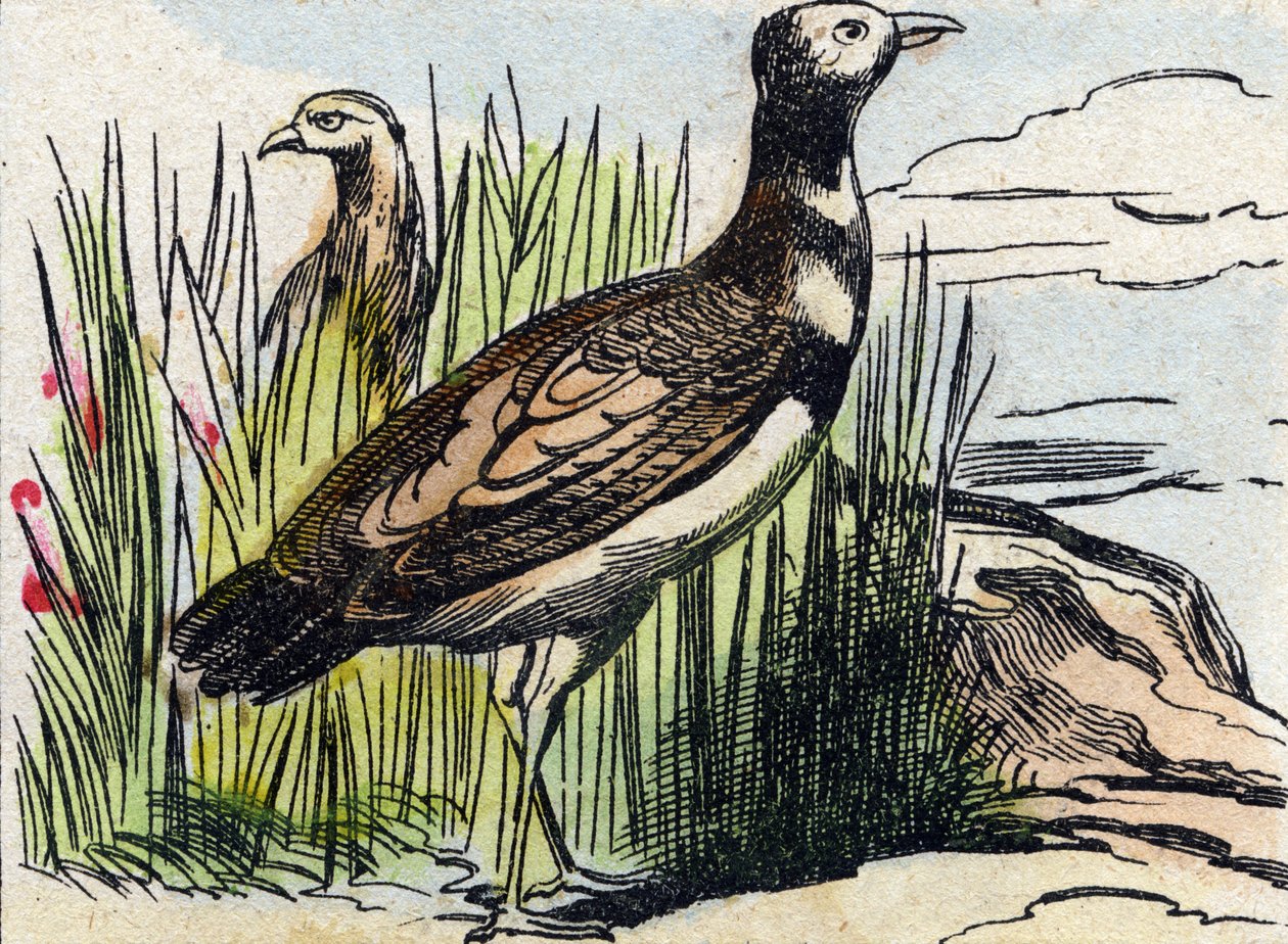 Bustard. Gravação em "Buffon Alphabet des Oiseaux n 1". 3ª Série N 1. Imaging of Epinal, Epinal, final do século XIX. 16 páginas. Dim: 28x21cm de French School