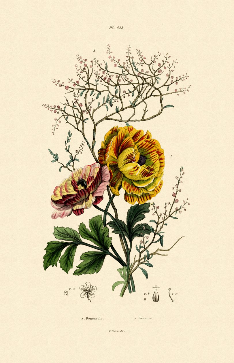 Buttercup, 1833-39 de French School