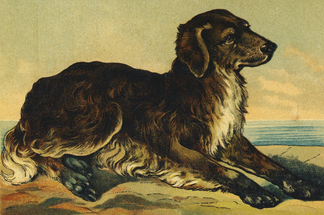 C como Cão de French School