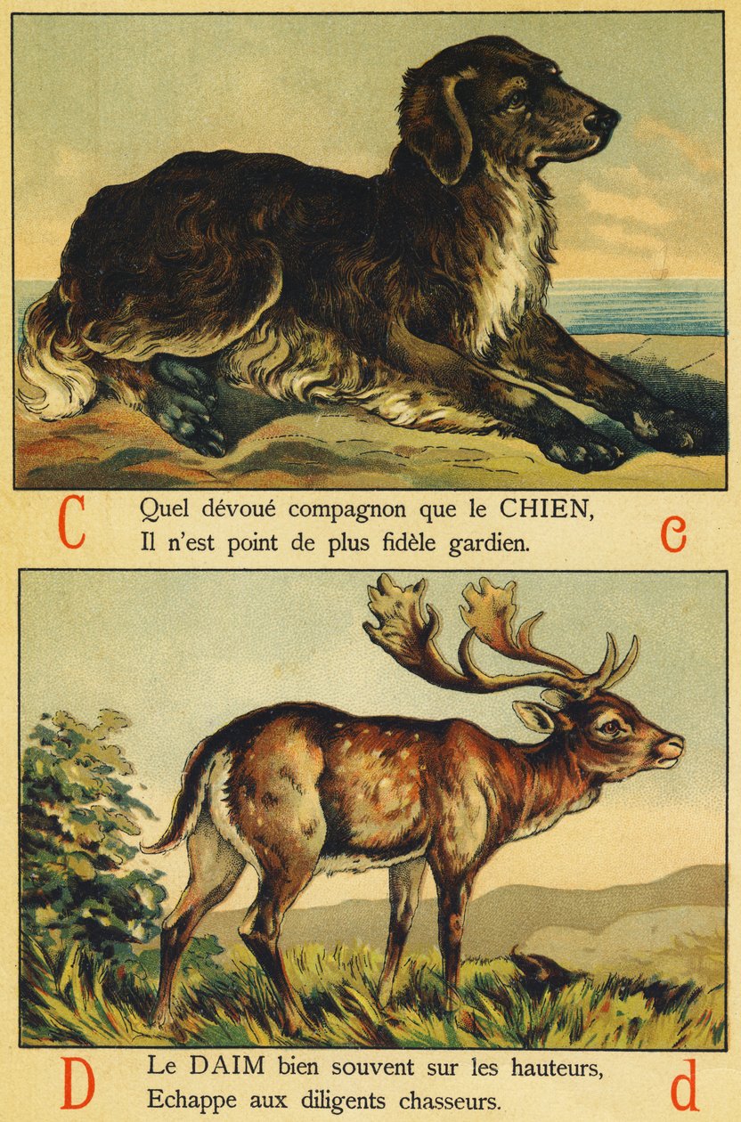 C como cão e D como camurça de French School
