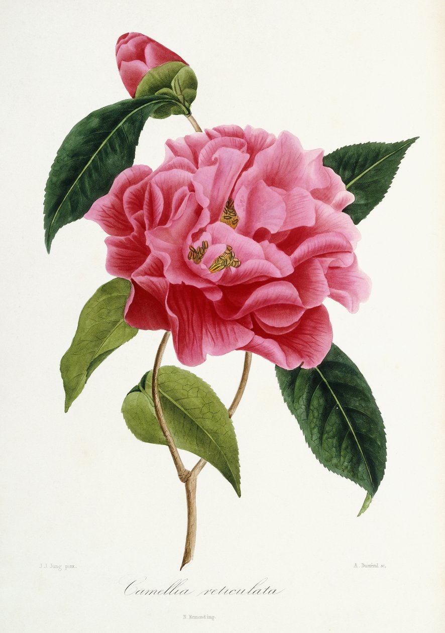 Camellia reticulata, 1839-1943 de French School