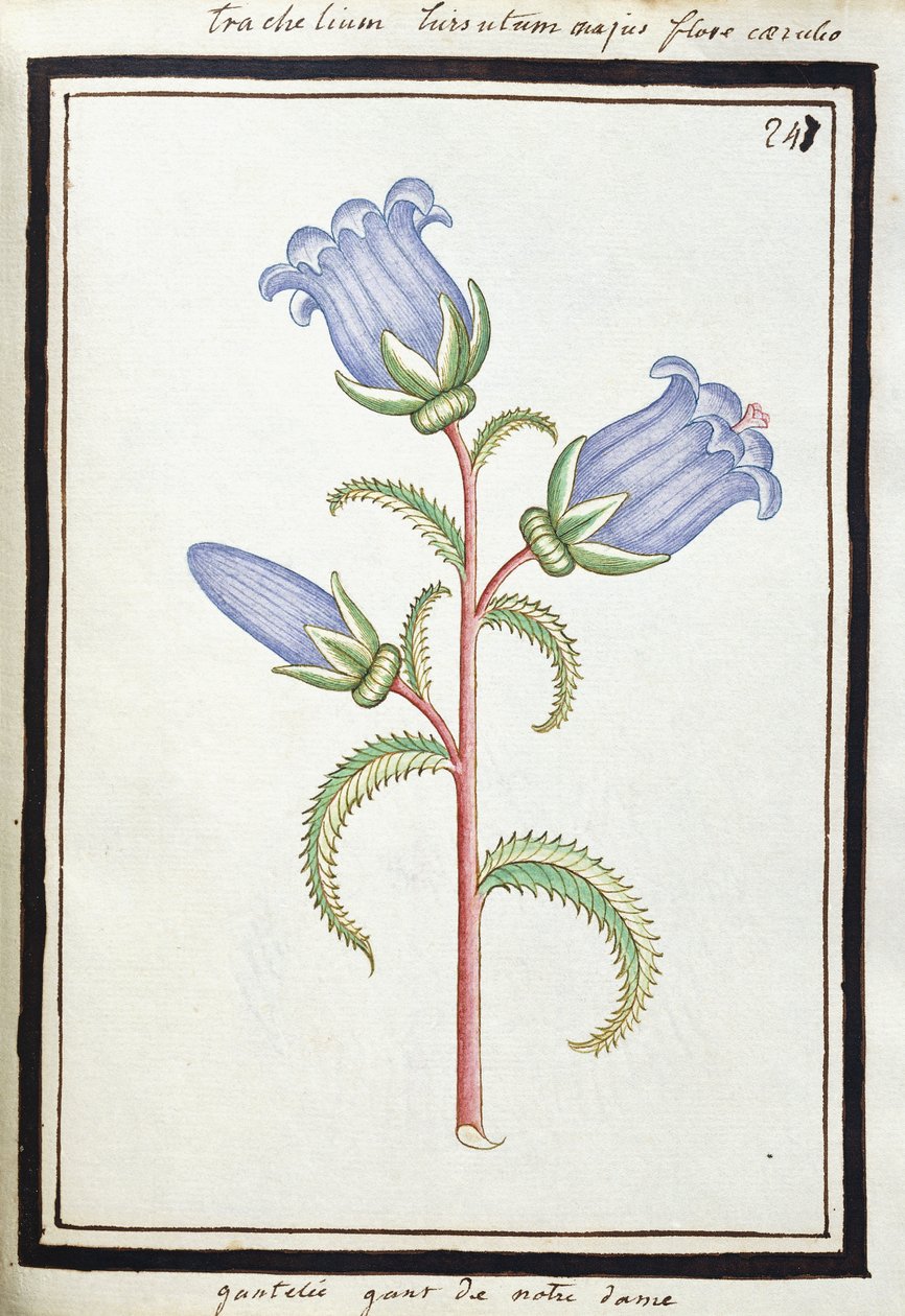 Campanula Trachelium, c.1700 (desenho em aquarela, emoldurado em preto) de French School