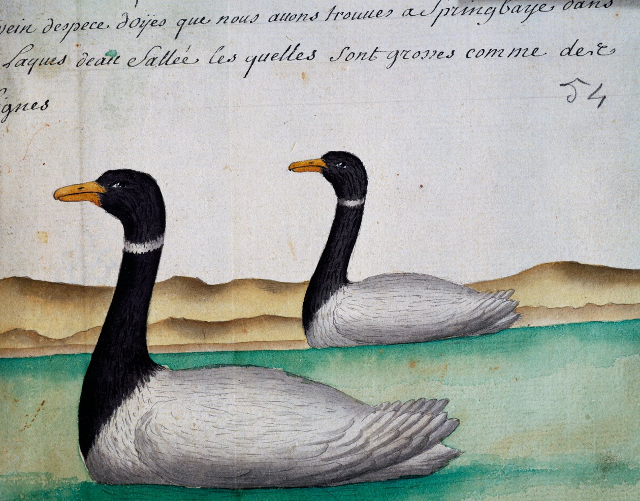 Canada Geese, Springbaye, Região dos Lagos Salgados, aguarela do livro de toros de Jacques Gouin de Beauchesne (1652-1730), capitão da Compagnie royale de la Mer du Sud, de 1698 a 1701, França de French School