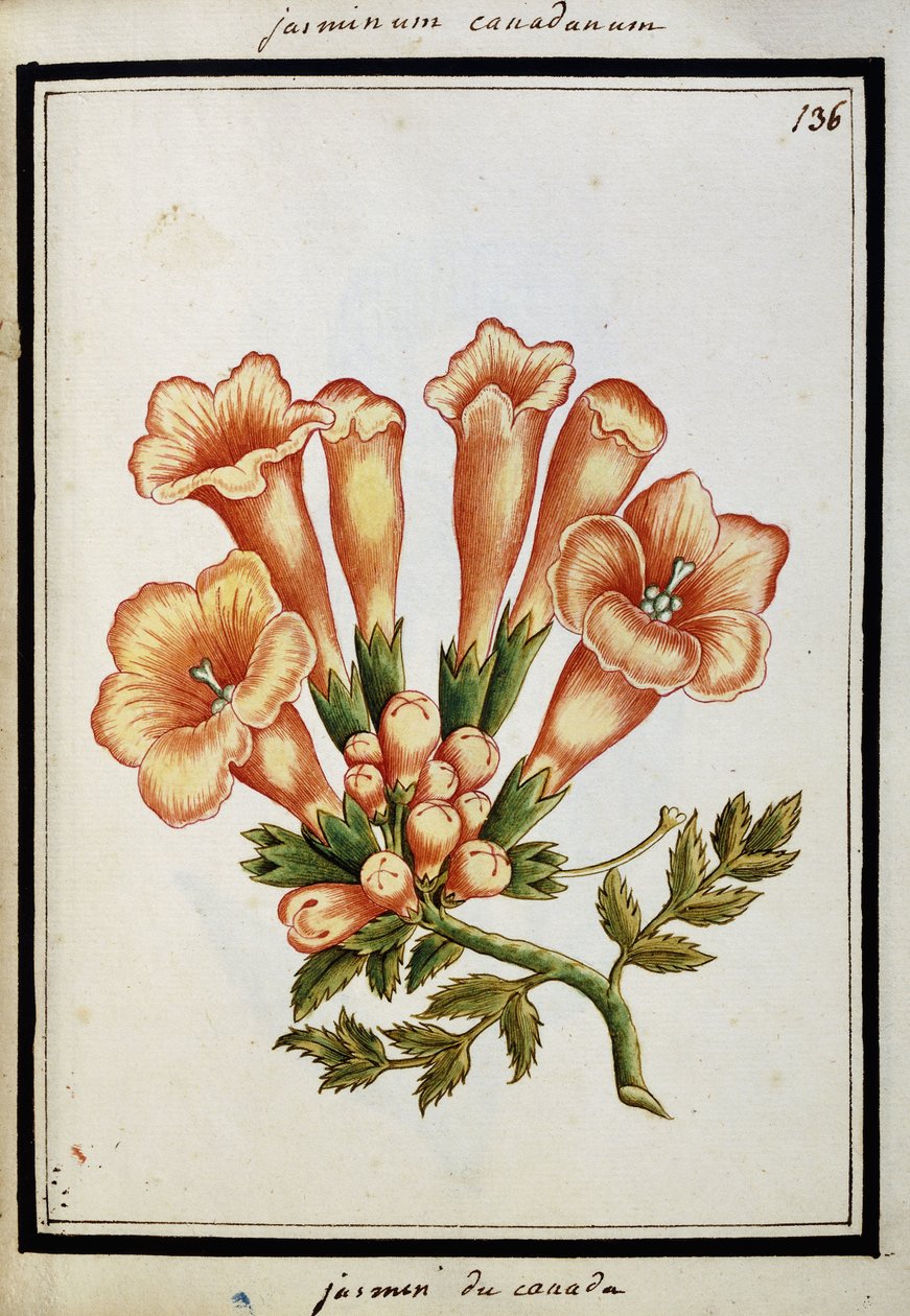 Jasmim canadense, c.1700 de French School