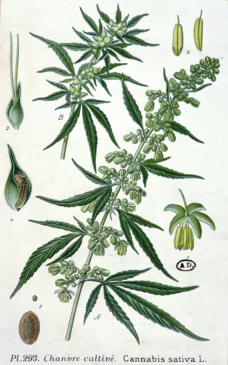 Cannabis sativa, placa botânica de French School