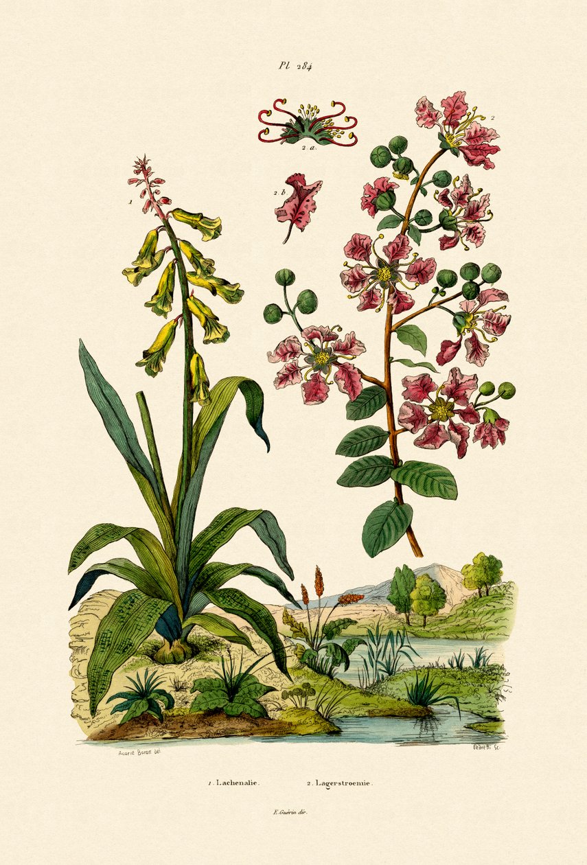 Cape Cowslip, 1833-39 de French School