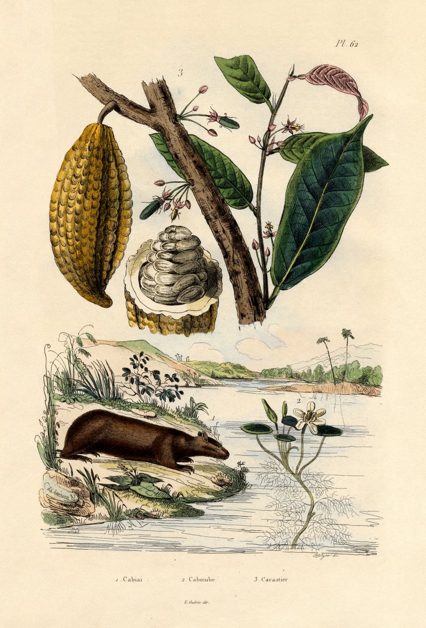 Capivara, 1833-39 de French School