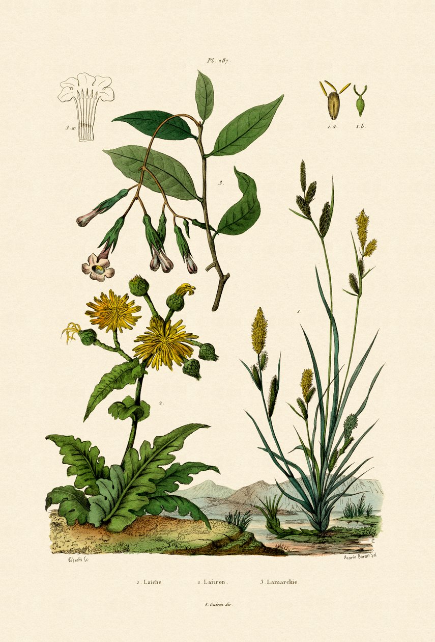Carex, 1833-39 de French School