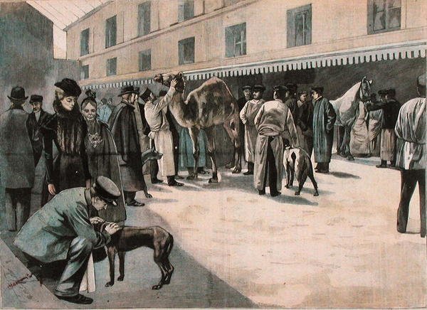 Cuidado de um camelo na Ecole Nationale Veterinaire d