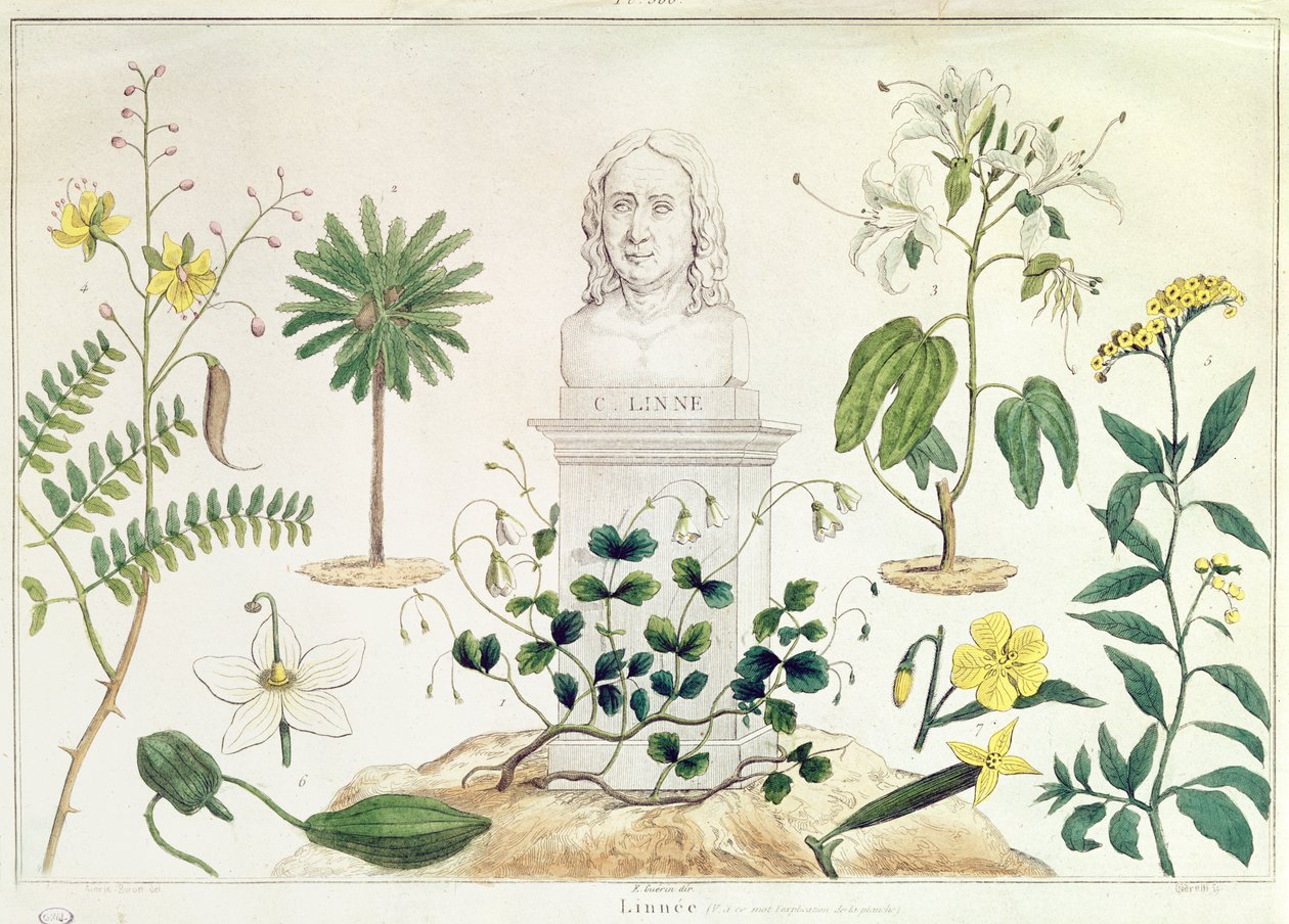 Carolus Linnaeus (1707-78) cercado por algumas das plantas que ele classificou (gravura colorida) de French School