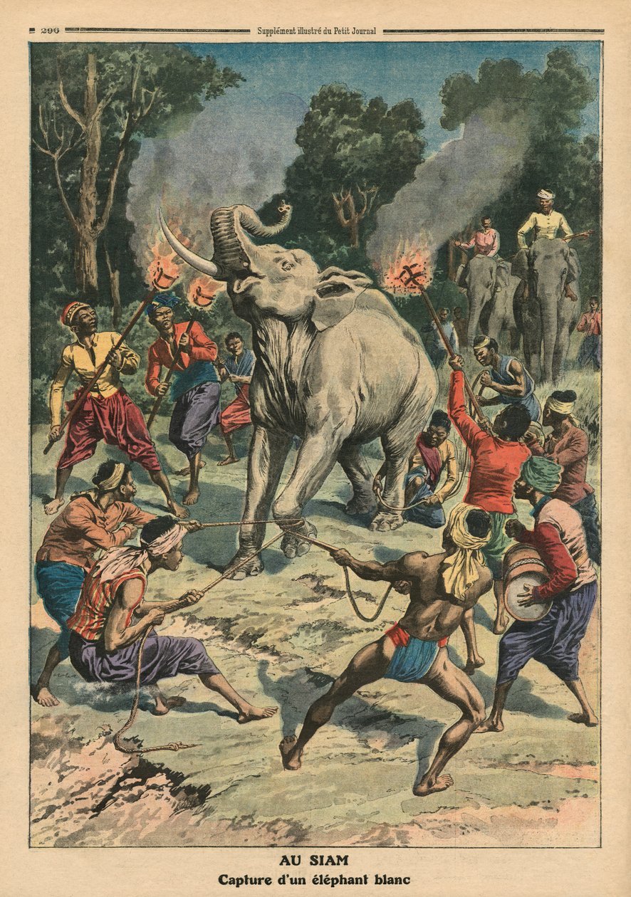 Captura de um elefante branco em Siam, ilustração de &39;Le Petit Journal&39;, suplemento ilustre, 10 de setembro de 1911 (cor lito) de French School