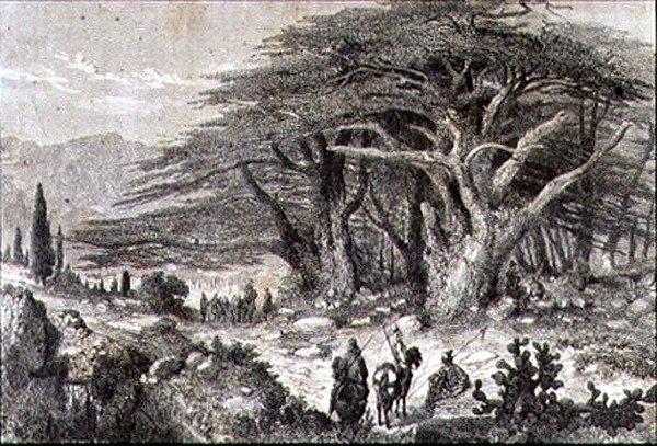 Árvores de Cedro no Líbano de French School