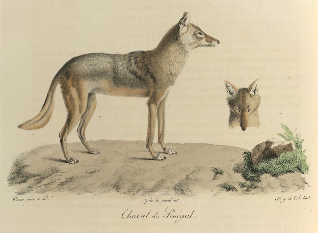 Chacal do Senegal. Um chacal do Senegal, da Histoire Naturelle des Mammifères (cor litho) de French School