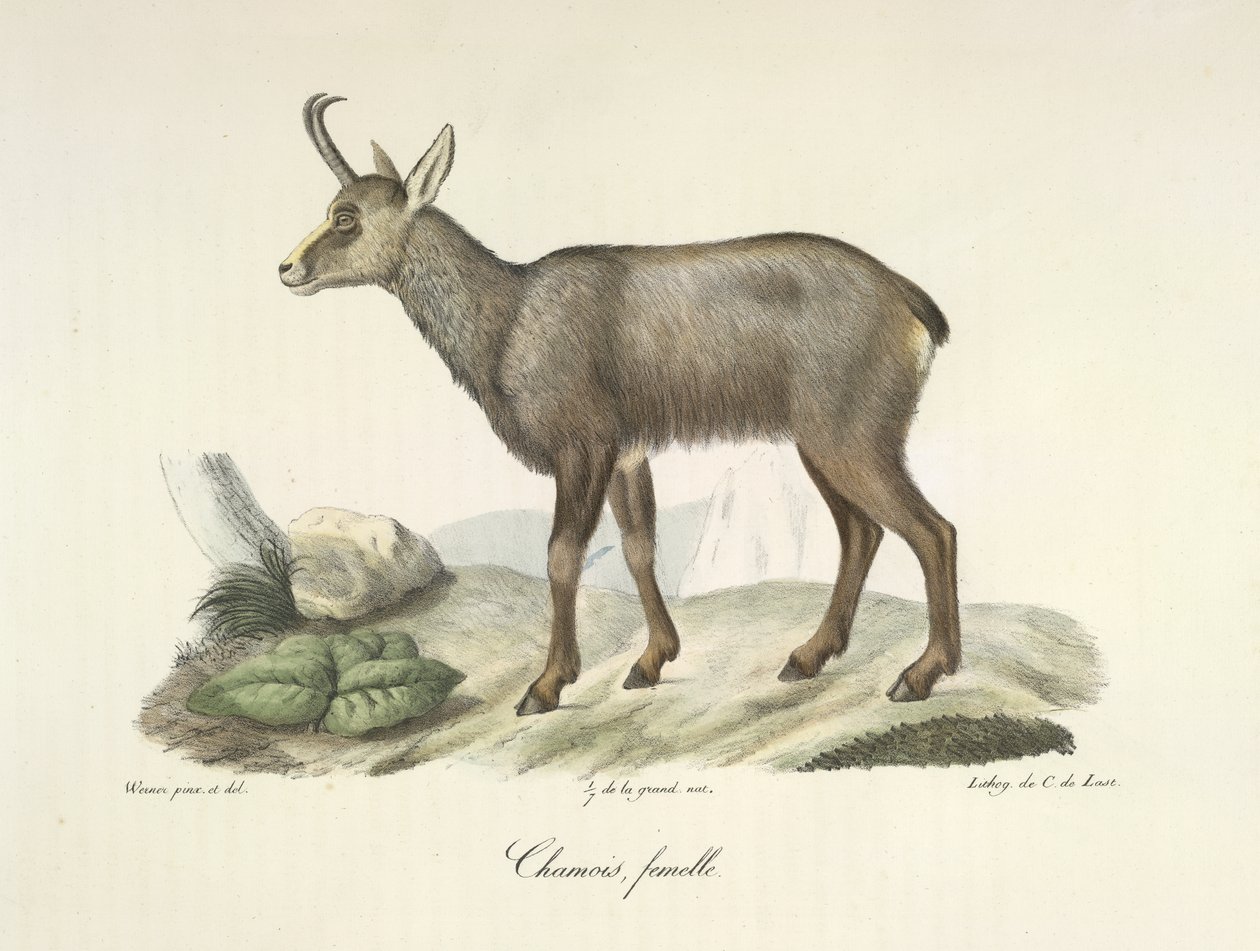Camurça, fêmea, da Histoire Naturelle des Mammifères (cor litho) de French School