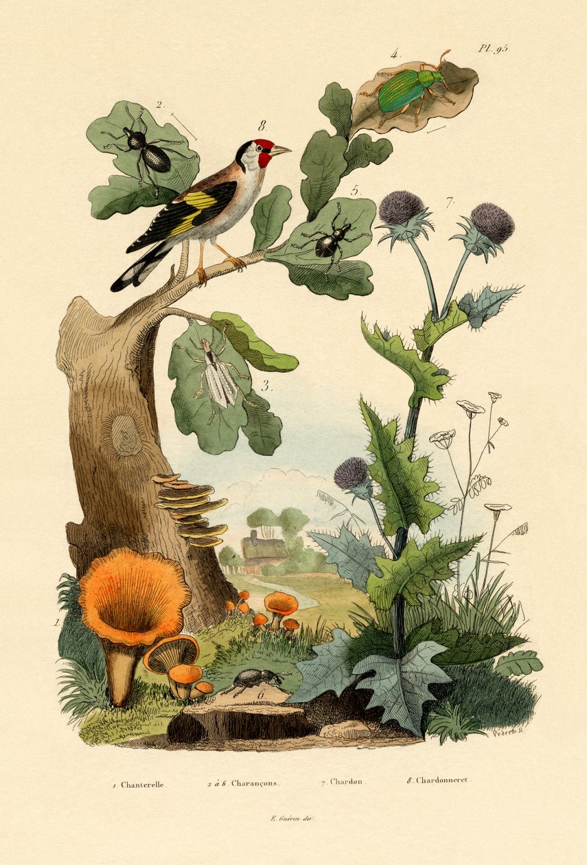 Chanterelle, 1833-39 de French School