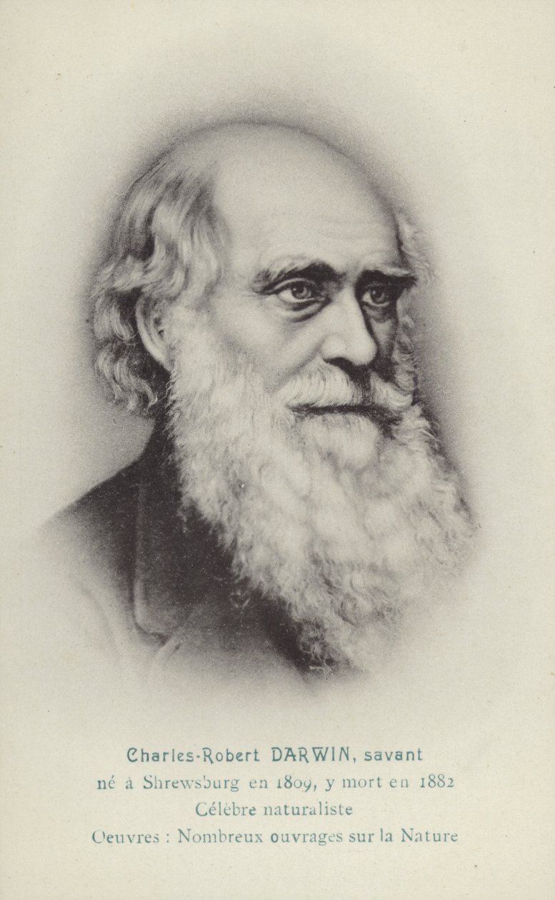 Charles Darwin (1809-1882), naturalista inglês (litografia) de French School