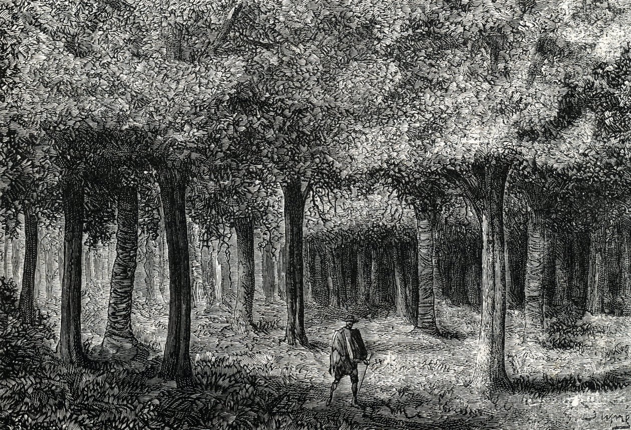 Floresta de cinchona produzindo casca de cinchona para tratamento da malária, Peru (gravura) 1888 de French School