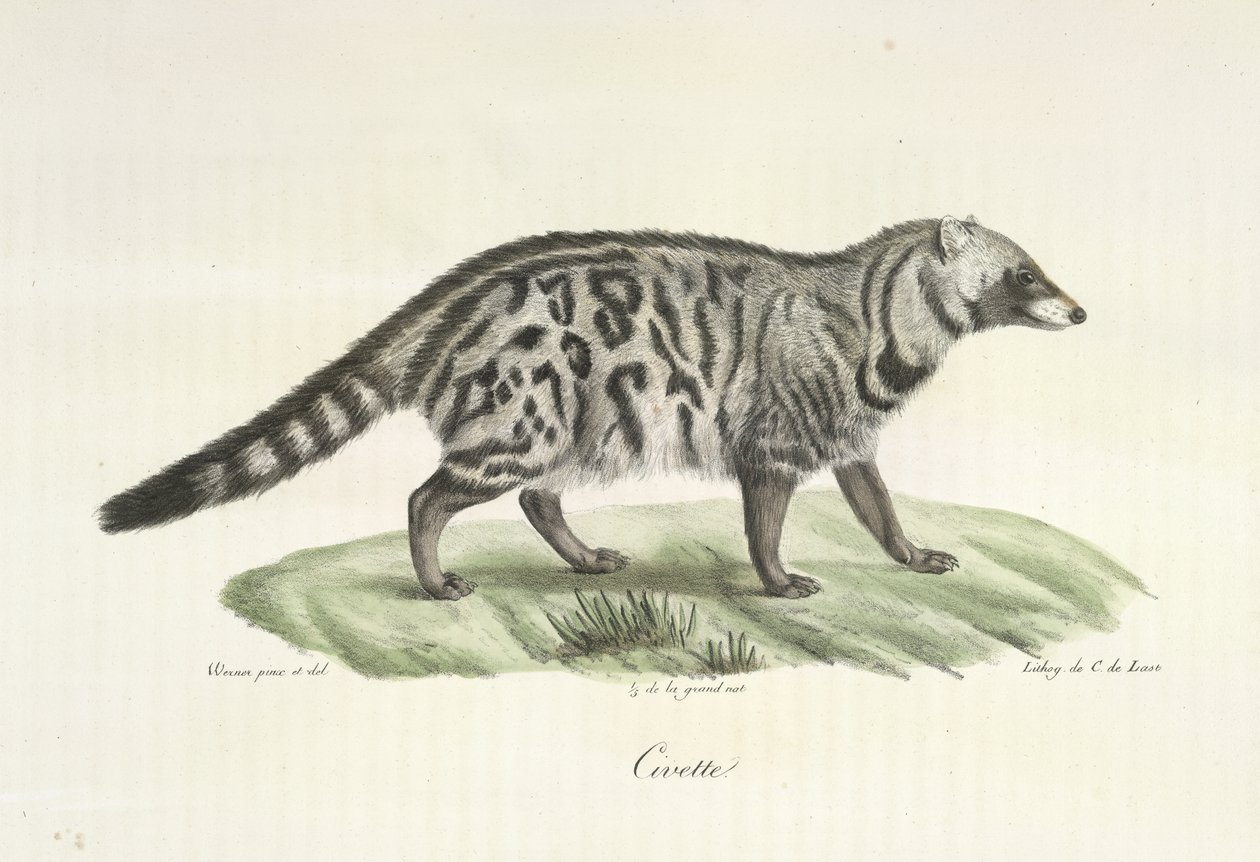 Civet, da História Natural dos Mamíferos (lito colorido) de French School
