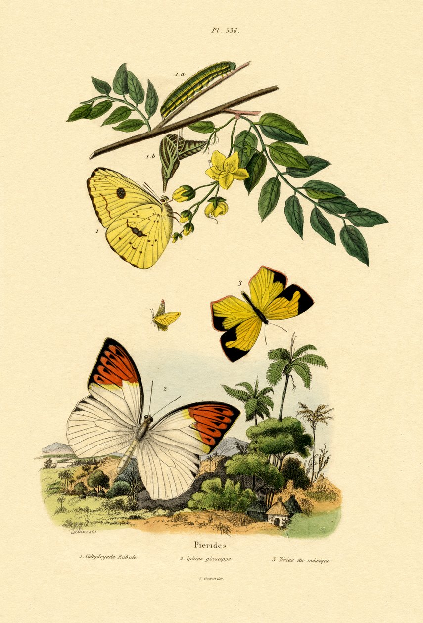 Enxofre sem nuvens, 1833-39 de French School