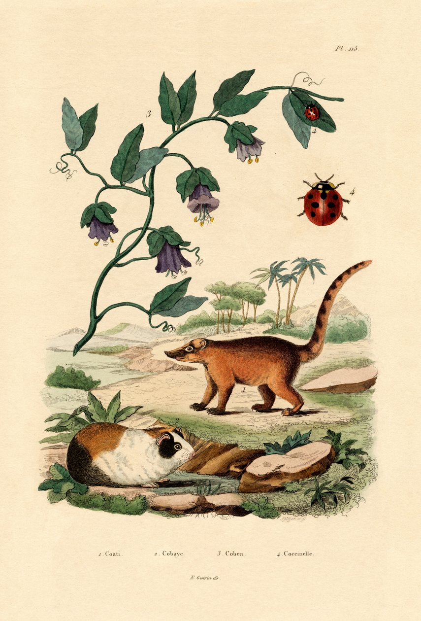 Coati, 1833-39 de French School