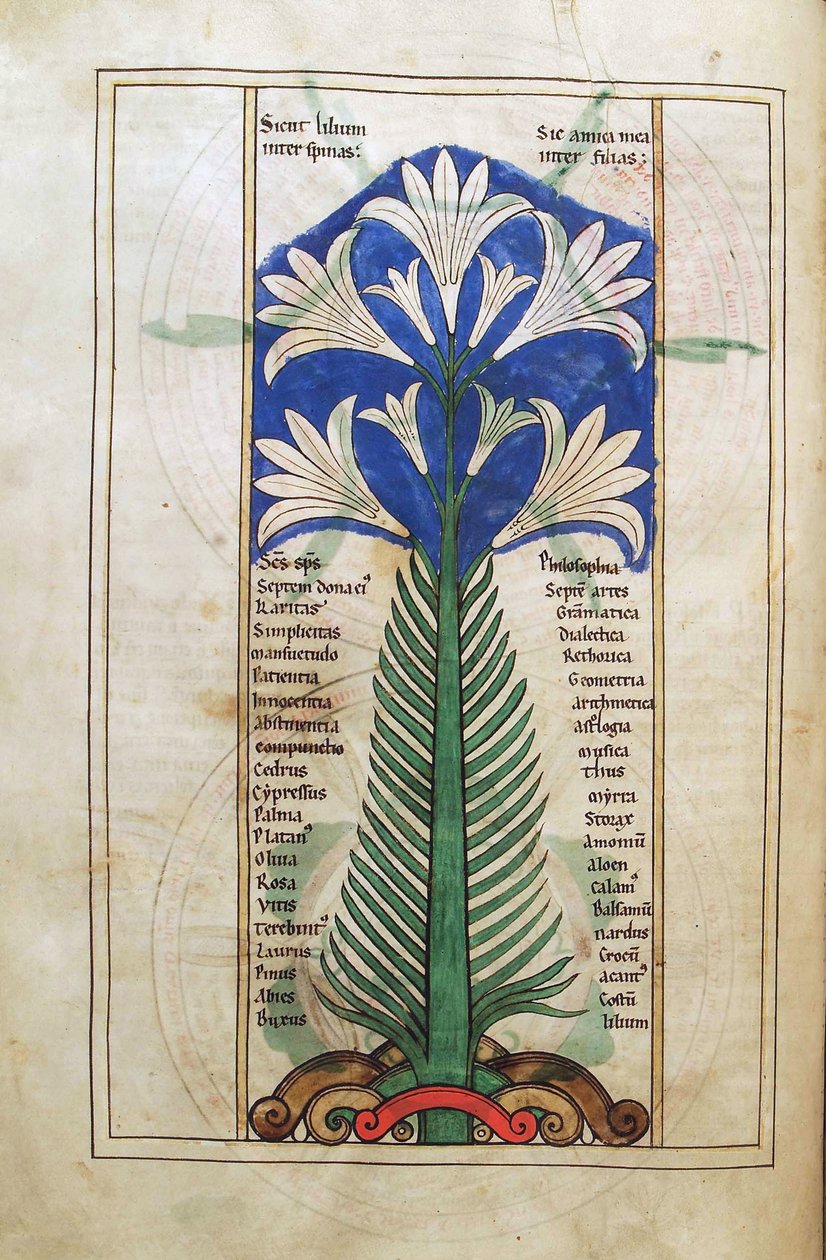 Bacalhau Guelf 1 gud. lat. (31v), A Lily (lírio longiflorum), de Liber Floridus por Lambert de Saint-Omer c.1120 de French School