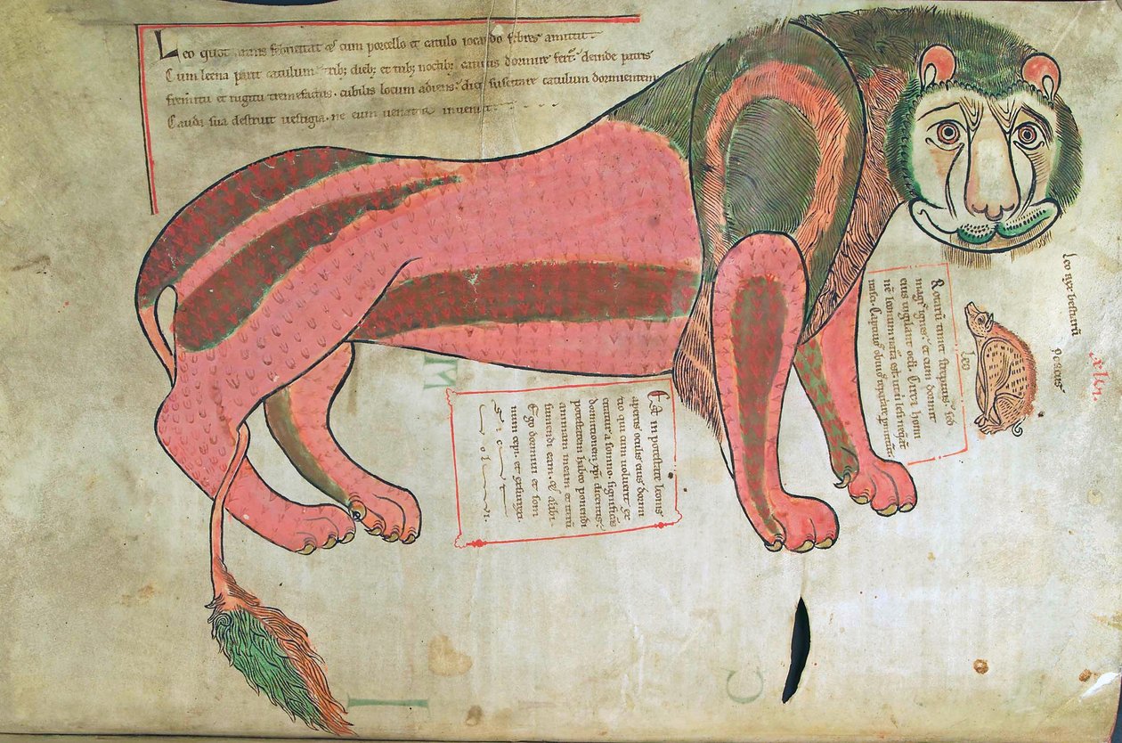Bacalhau. Guelf. 1 gud. lat. (37v), O Leão e o porco, de Liber Floridus por Lambert de Saint-Omer c.1120 de French School