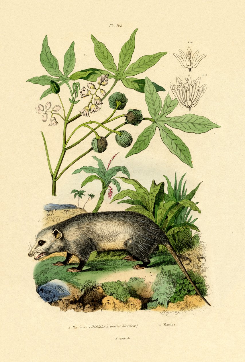 Opossum comum de French School