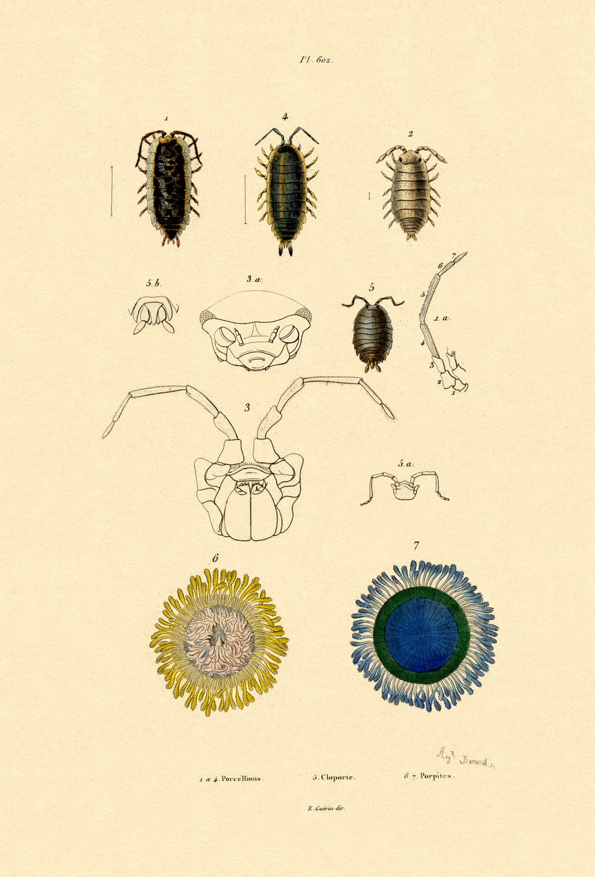 Woodlouse comum do comprimido, 1833-39 de French School