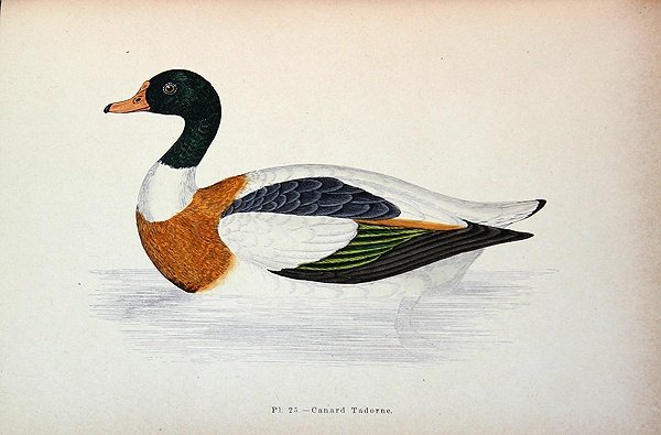 Shelduck comum (gravação a cores) de French School