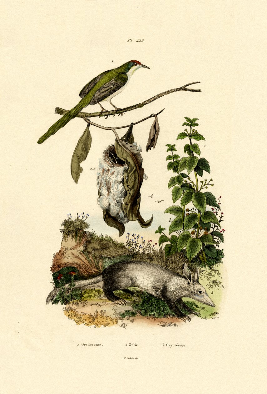 Tailorbird comum, 1833-39 de French School