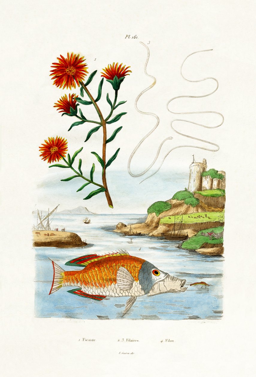 Copper Hardy Ice Plant, 1833-39 de French School