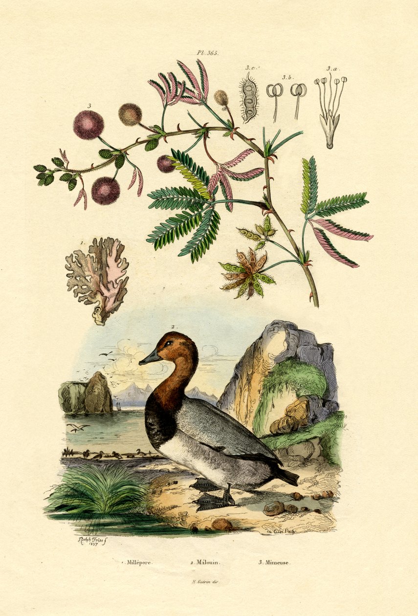 Coral, 1833-39 de French School