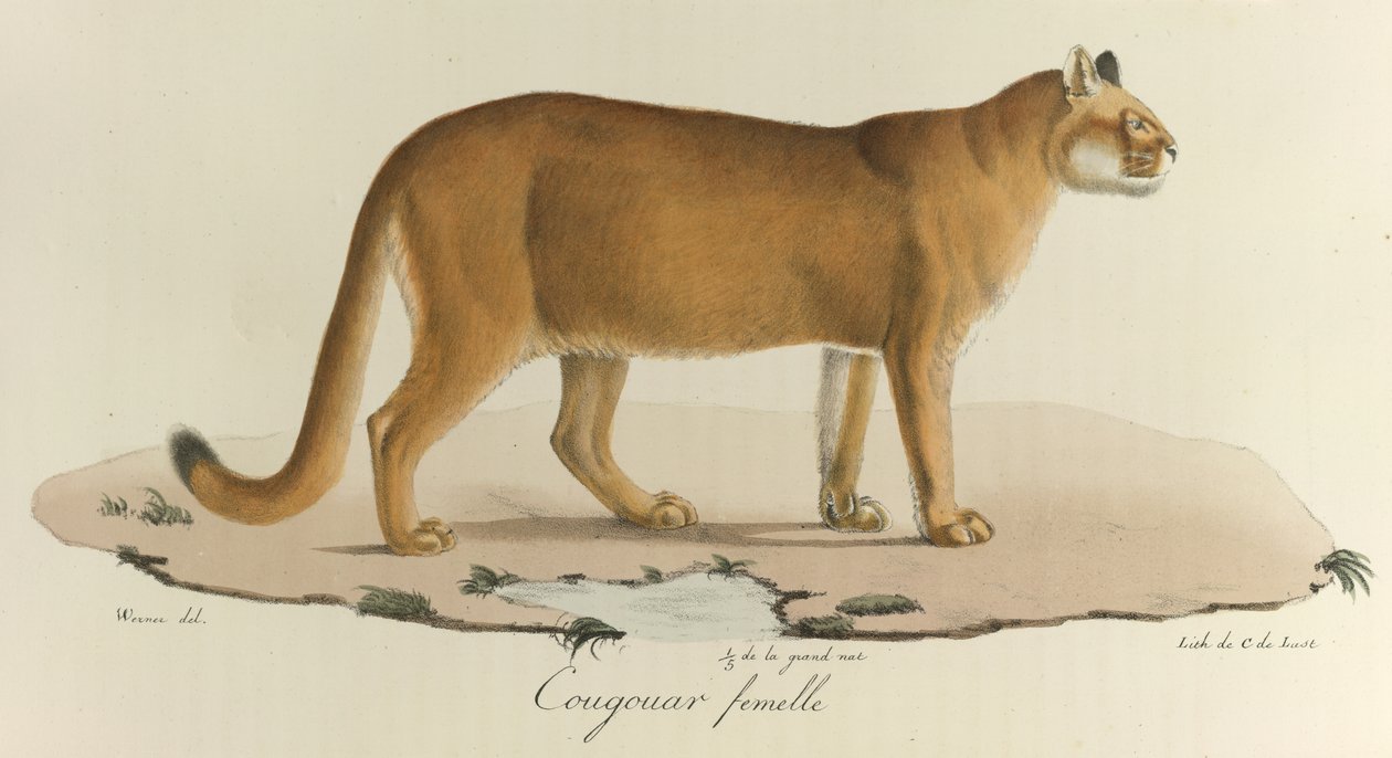 Cougouar fêmea, Uma puma, da 