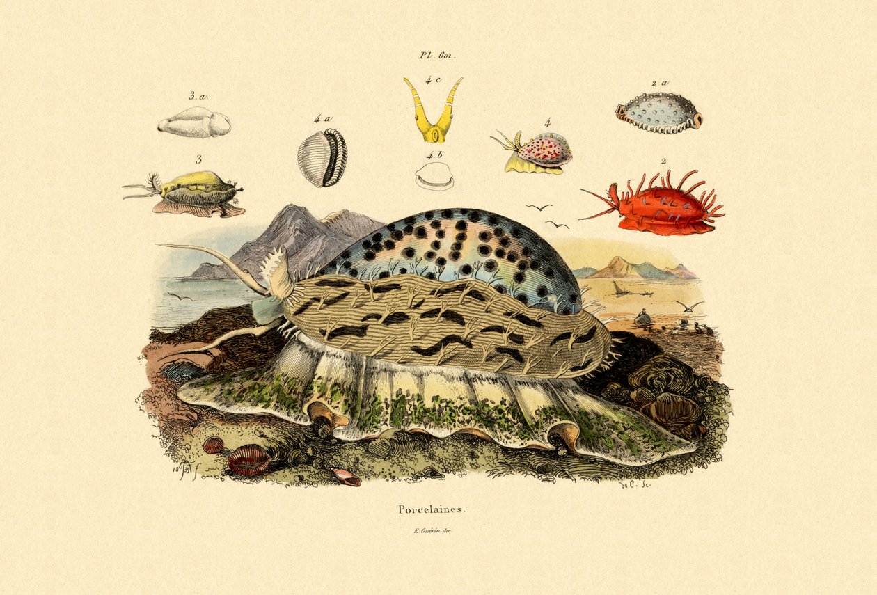 Conchas do Cowrie, 1833-39 de French School