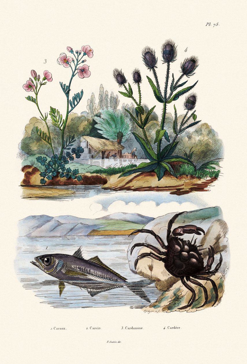 Caranguejo, 1833-39 de French School