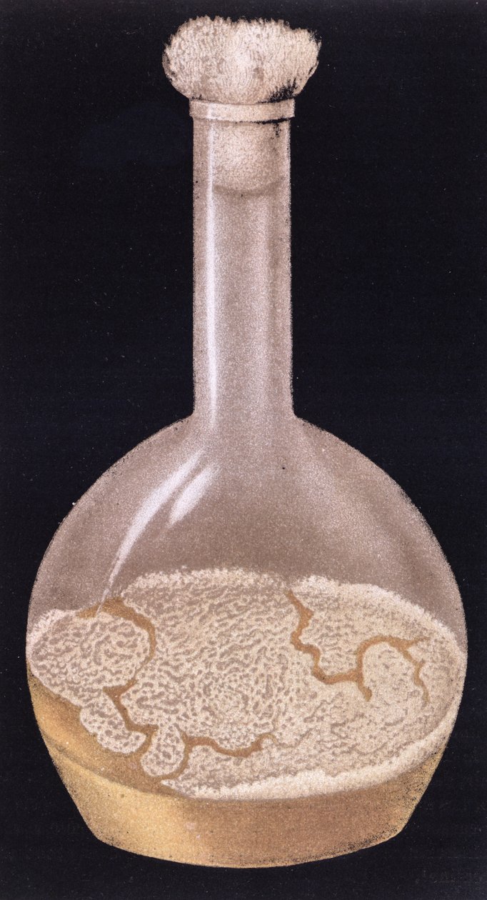 Cultura da tuberculose humana, de La Tuberculose et son Bacile por Isidore Strauss (1845-96) 1895 de French School