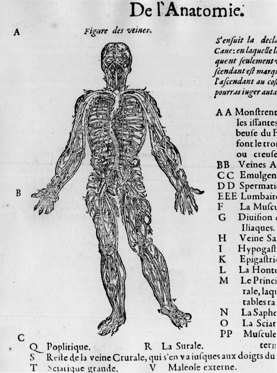 Cortar o corpo humano: o sistema sanguíneo, as veias. -no "Traité Médical" de Ambroise Paré, cerca de 1560. de French School