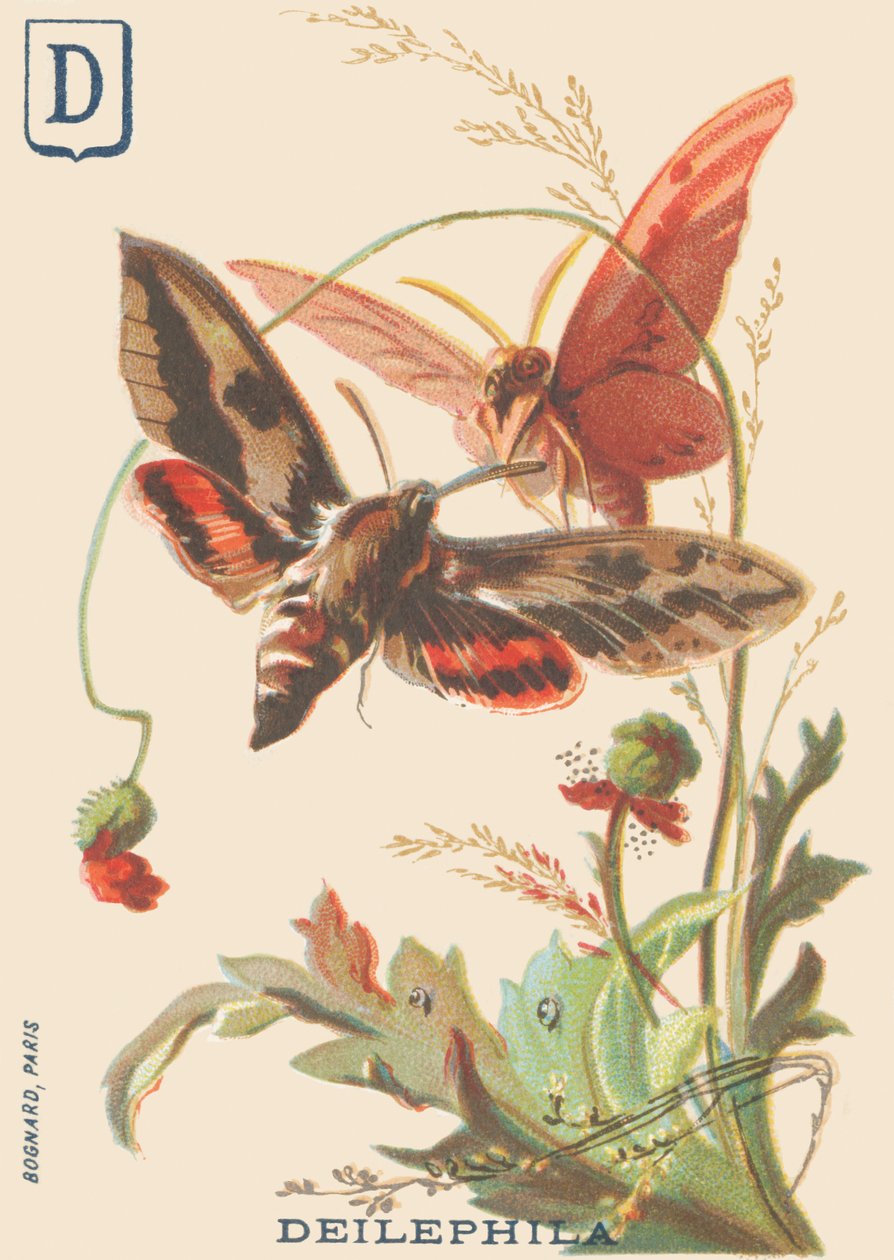 D: Deilephila (Deilephila elpenor ou Grande esfinge da videira) de French School