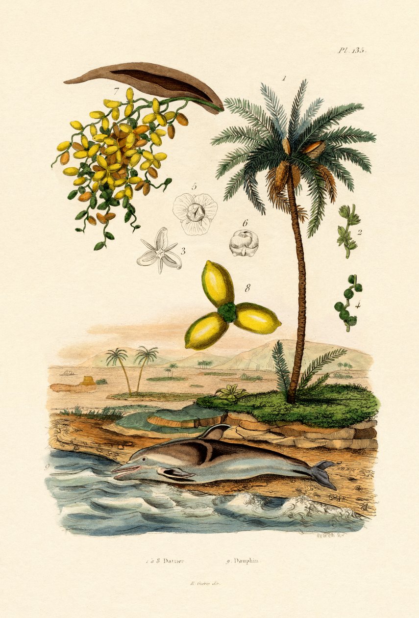 Tamareira, 1833-39 de French School