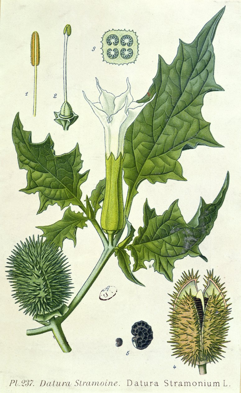Datura stramonium, placa botânica de French School