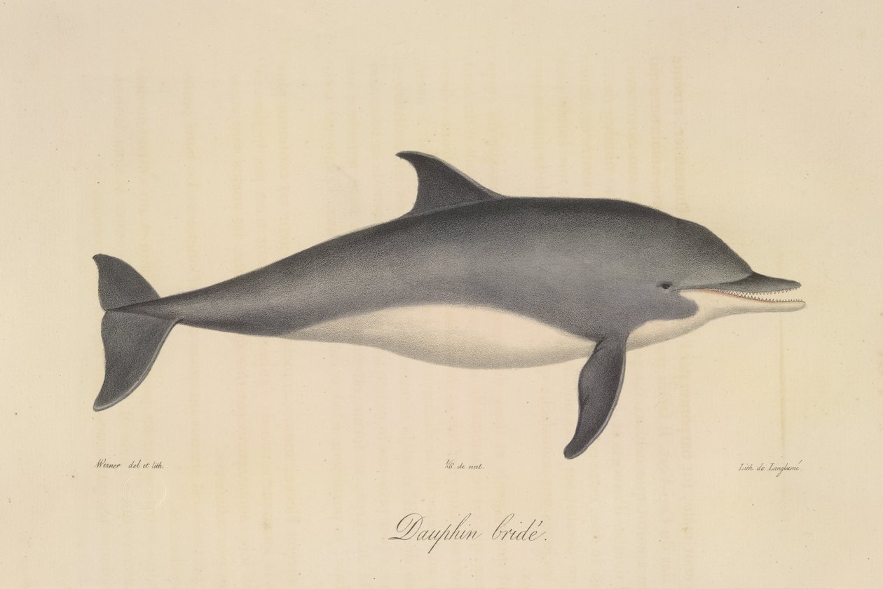 Golfinho roaz, da Histoire Naturelle des Mammifères (cor litho) de French School