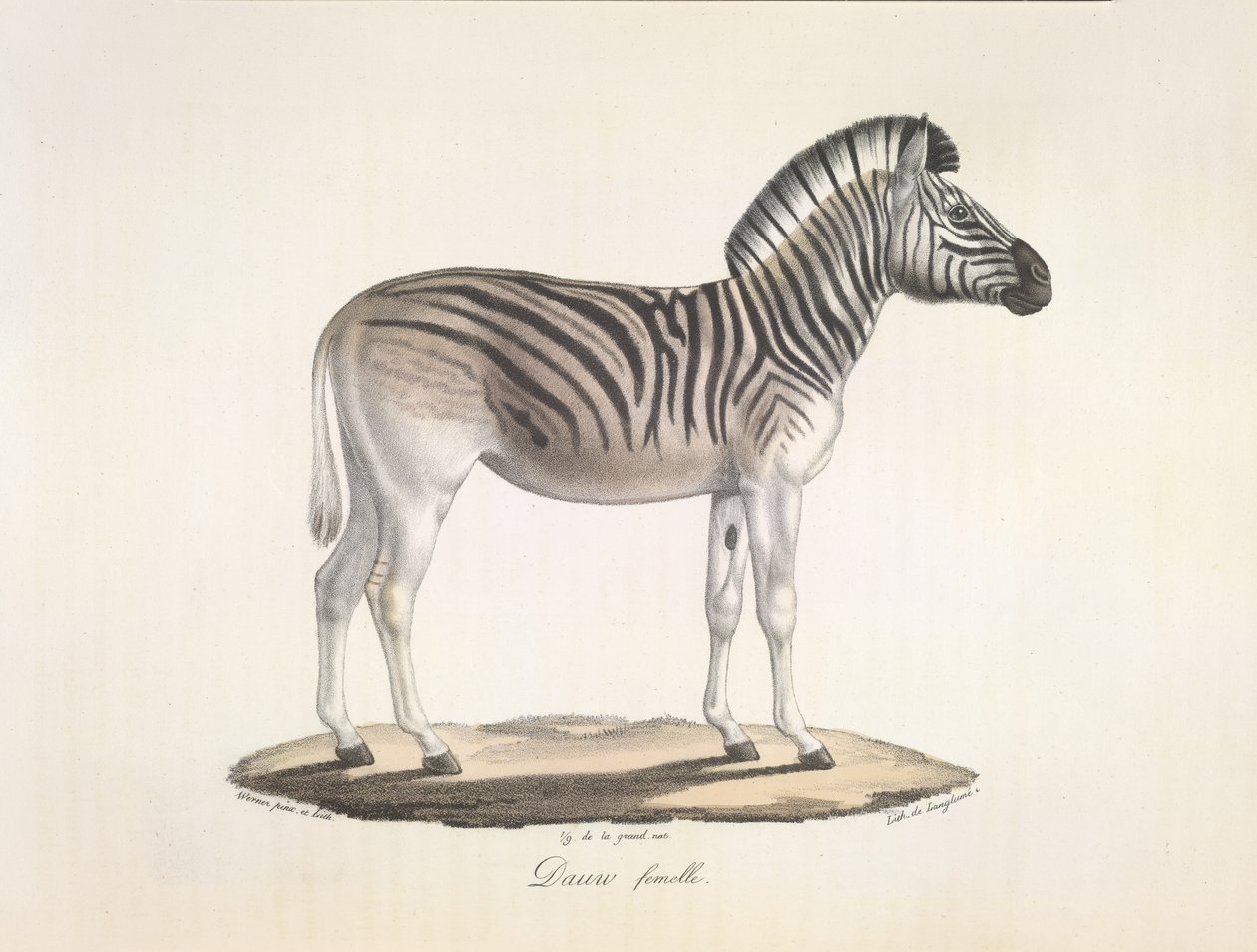 Dói fêmea. O quagga listrado, ou zebra de Burchell, da África do Sul (Asinus Burchellii), da História Natural dos Mamíferos (cor litho) de French School