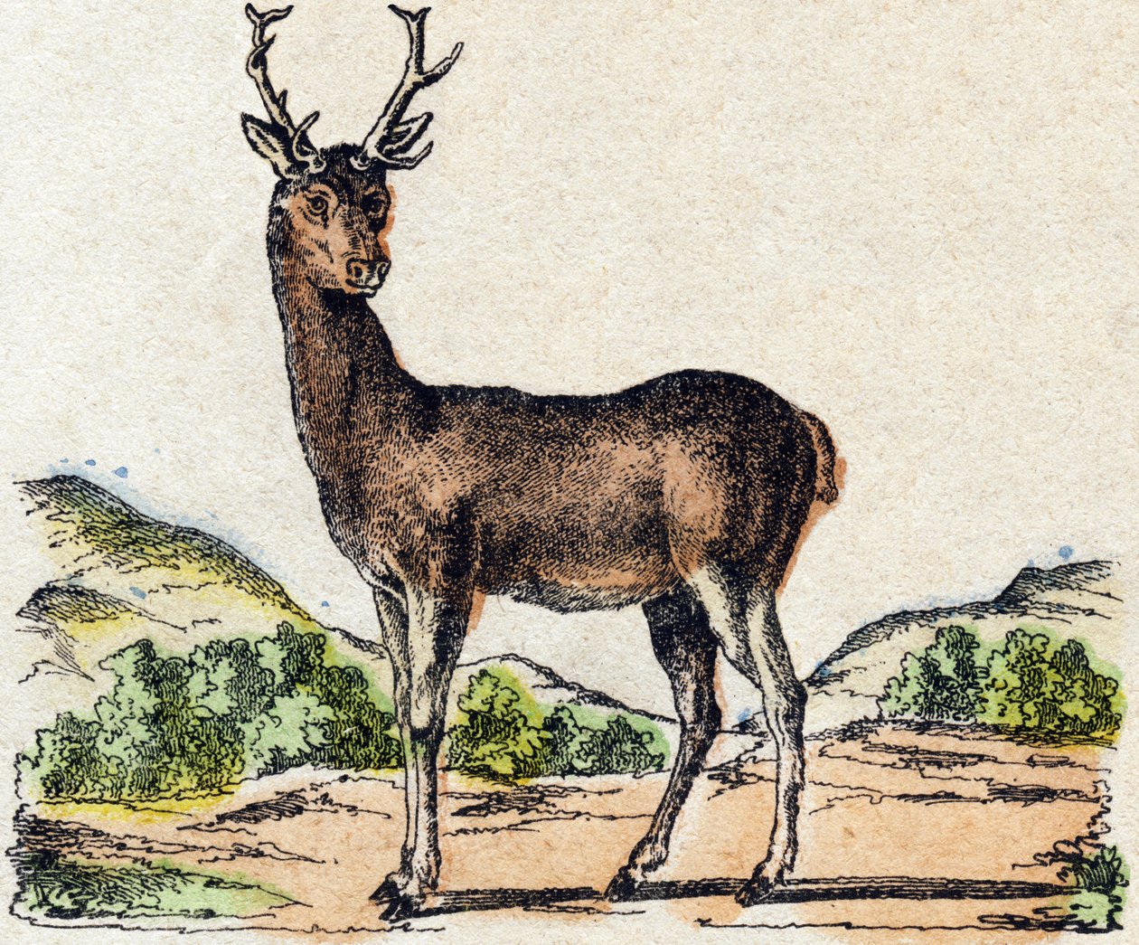 Veado. Gravura no "Alfabeto dos animaux sauvages". 9ª Série. Imagem de Epinal, Pellerin, impressora-editora, cerca de 1870. Gravura em madeira, stencilled. 16 páginas. Dimensões: 20 x 15 cm. Coleção Particular de French School