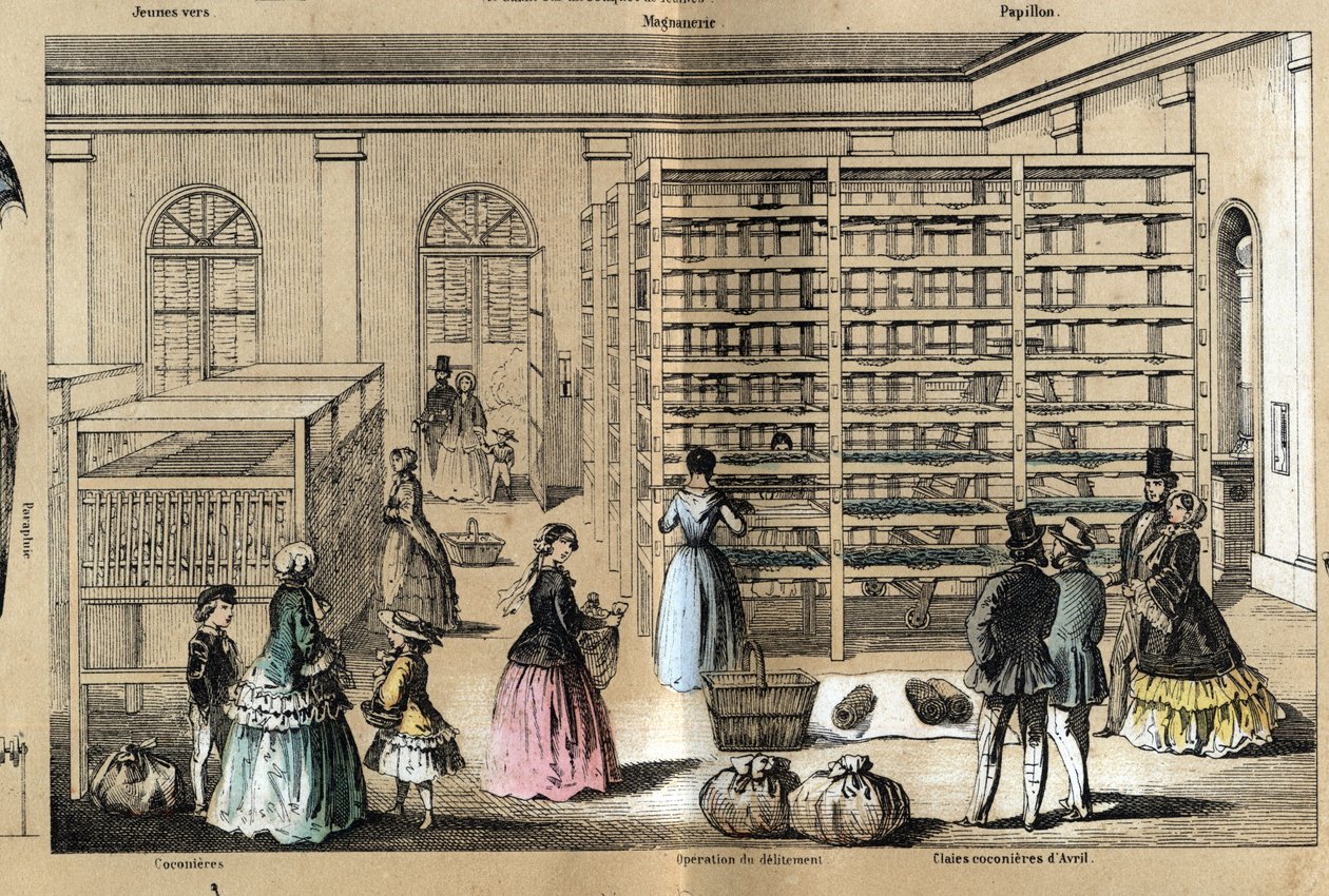 Descrição da cultura e dos produtos de seda: no centro a magneerie com as várias etapas da sericultura. Placa "la soie" em "les Recreations instructives" Pintura sinóptica de Jules DELBRUCK, gravada a partir de 1860. Coleção particular. de French School
