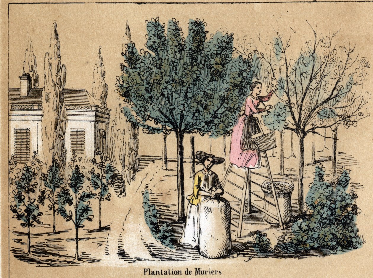 Descrição da cultura e dos produtos de seda: muriers de plantação. Placa "la soie" em "les Recreations instructives" Pintura sinóptica de Jules DELBRUCK, gravada a partir de 1860. Coleção particular. de French School