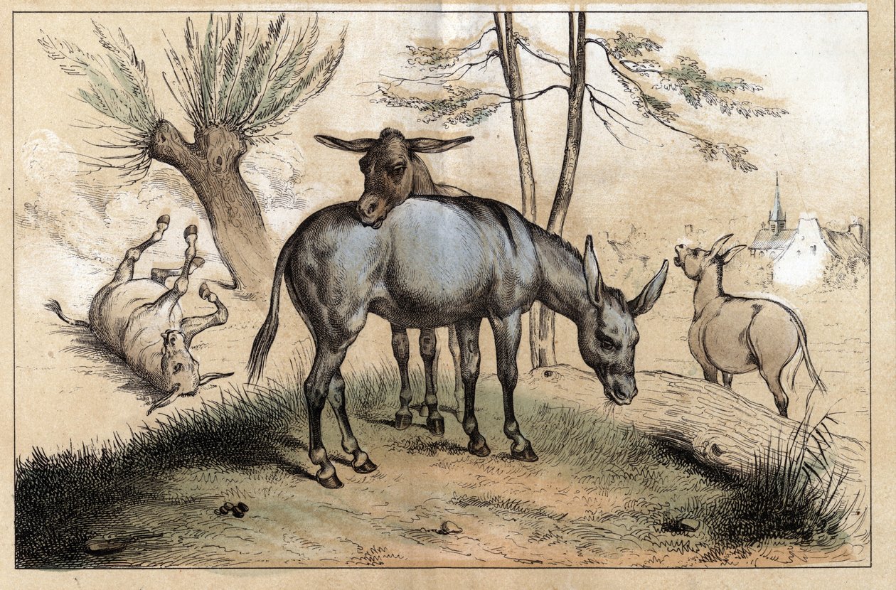 Descrição dos diferentes produtos e usos do burro: dois burros em um. Detalhe do quadro "O burro e os seus produtos" em "Les Recreations instructives" Pintura sinóptica de Jules DELBRUCK, gravada a partir de 1860. Coleção particular. de French School